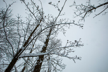 Winter landscape and snowfall in Cerdagne, Pyrenees, France