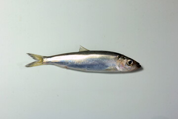Herring or Baltic herring (Clupea harengus membras) on a white background