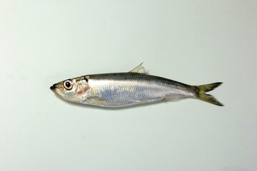 Herring or Baltic herring (Clupea harengus membras) on a white background
