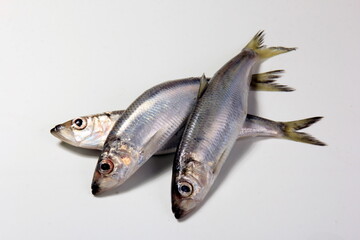 Herring or Baltic herring (Clupea harengus membras) on a white background