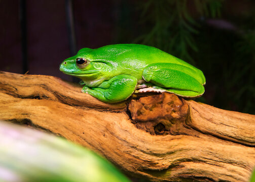 Green Tree Frog.
 One of the largest tree frogs, the size of which reaches up to 15 cm from Australia and New Guinea. The color of the tree frog varies from dark brown to light green depending on exte