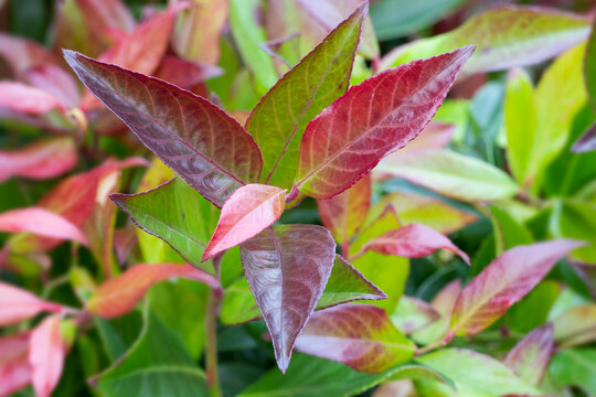 Scarletta fetterbush (Leucothoe fontanesiana 'Zeblid')