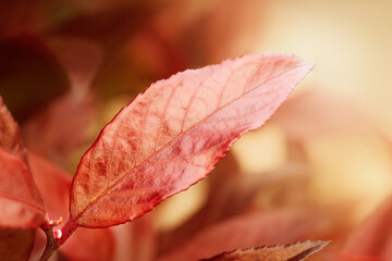 Scarletta fetterbush (Leucothoe fontanesiana 'Zeblid') fall color