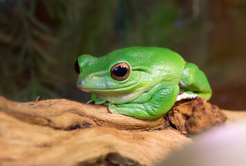 Green Tree Frog.
 One of the largest tree frogs, the size of which reaches up to 15 cm from Australia and New Guinea. The color of the tree frog varies from dark brown to light green depending on exte