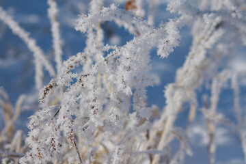 snow covered branches