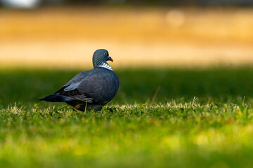bird on the grass