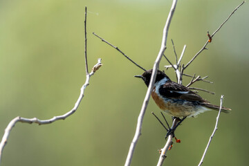 Obraz premium black capped kingfisher