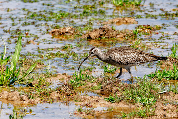 blue heron in the marsh