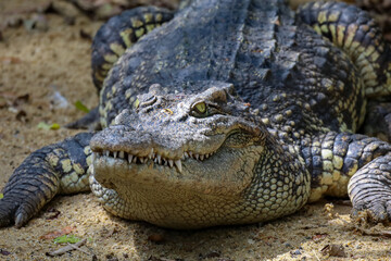 Fototapeta premium The big thai crocodile rest on the garden