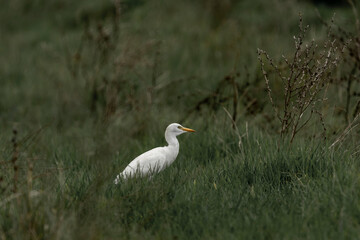 snowy egret in the grass