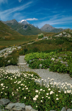 Jardin botanique alpin, Chamousia, Le Mont Blanc, Col du Petit Saint Bernard , 73, Savoie, France