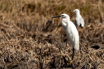great white heron