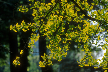 Arbre aux abricots d'argent; Arbre aux quarante écus; Ginkgo biloba;