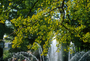 Arbre aux abricots d'argent; Arbre aux quarante &eacute;cus; Ginkgo biloba;