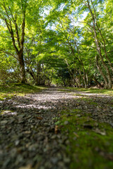 金剛院・鹿原公園・弘法の滝