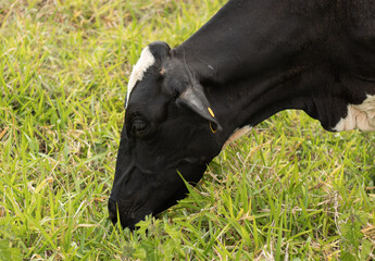 Close up of holstein dairy cow eating grass in a pasture in the countryside of Minas Gerais, Brazil - Close-up de vaca holandesa comendo grama no pasto, interior de Minas Gerais, Brasil © PedroJanoti