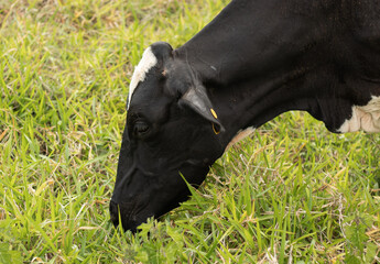 Close up of holstein dairy cow eating grass in a pasture in the countryside of Minas Gerais, Brazil...