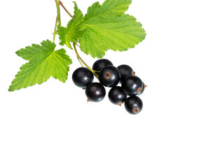 Black currant on white.