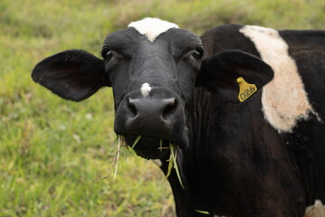 Close up of a holstein dairy cow with grass in its mouth in the pasture, countryside of Minas Gerais, Brazil - Close-up de uma vaca holandesa com grama na boca no pasto, Minas Gerais, Brasil