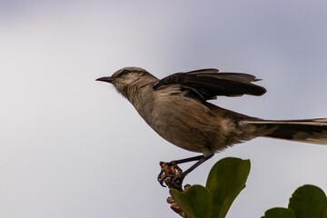 Calandria uruguaya