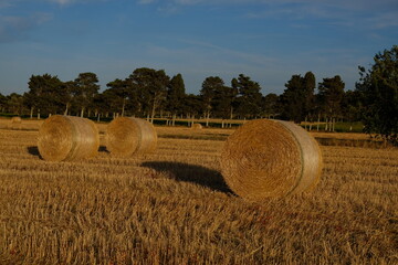 hay bales in the field