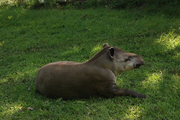 Tapir at sunny day