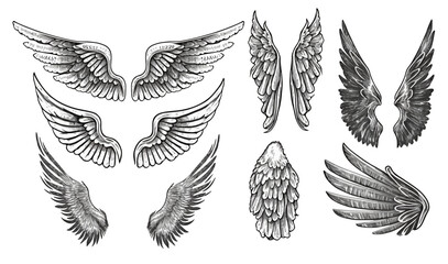 Hand drawn wings, sketch bird or angel wing with feathers. A large set isolated on a white background. Vector illustration © Zaleman