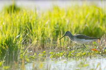 Greenshank (Tringa nebularia) wading in intertidal saltmarsh reed beds in winter. Gironde estuary, France