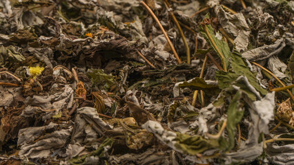 Dry tea leaves as a background.