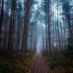 Obraz premium misty autumn forest in the morning