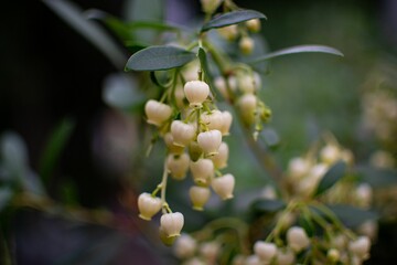 Macro of bell flowers in a garden