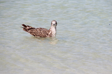 seagull (?) at shark bay in australia