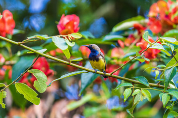 Beautiful male Olive-backed Sunbird on the branches and red fower.