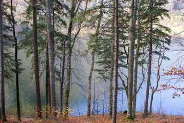 Fototapeta premium autumn view of trees at lake Laudachsee, Gmunden, Austria