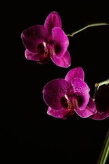 Vertical of purple flowers in bloom isolated on black background