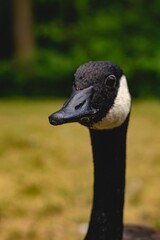 Close up of a Canadian Goose on blur background