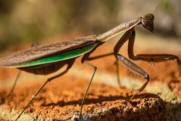 Macro shot of a Praying Mantis walking on a brick against blur background