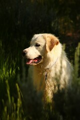 Vertical shot of an adorable dog sitting in the grass