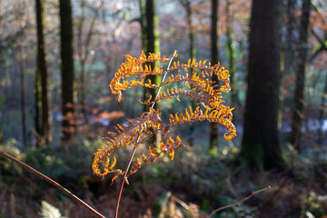 single bracken leaf brown and dried in the winter sun