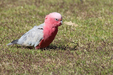 rose-breasted cockatoo (galah) in australia  © frdric