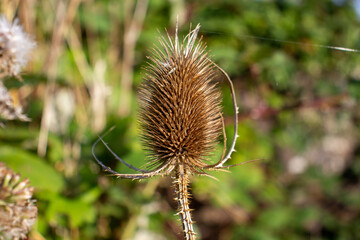single dried Dipsacus species of Teasel isolated on a natural background