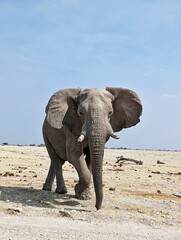 Huge elephant desert landscape in Namibia, Southern Africa