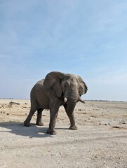 Fototapeta na wymiar Huge elephant desert landscape in Namibia, Southern Africa
