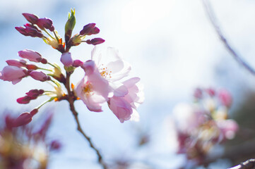 京都 妙心寺・退蔵院に芽吹いた桜の花