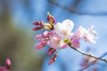 京都 妙心寺・退蔵院に芽吹いた桜の花