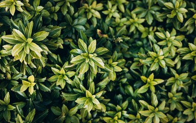 Japanese pachysandra or Pachysandra terminalis. Beautiful nature Green plant background.