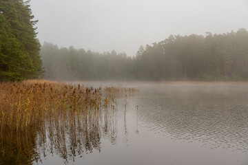 A wonderful morning view of the foggy Niedraja lake. Smiltene, Latvia