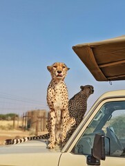 Cheetahs sitting on the hood of a car on the desert landscape of Namibia, Southern Africa © Mary63/Wirestock Creators