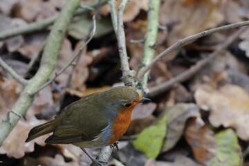 Robin redbreast in a forest in Preston, England
