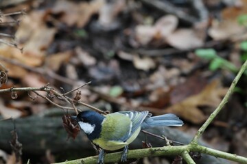 Great Tit bird perched on a branch in the forest taken in Preston